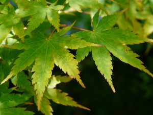 Acer palmatum Corallinium           